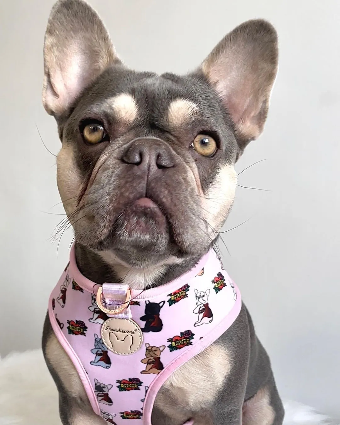 Frenchiestore Reversible Dog Health Harness | This Frenchie loves Mom/Dad in pink and tan