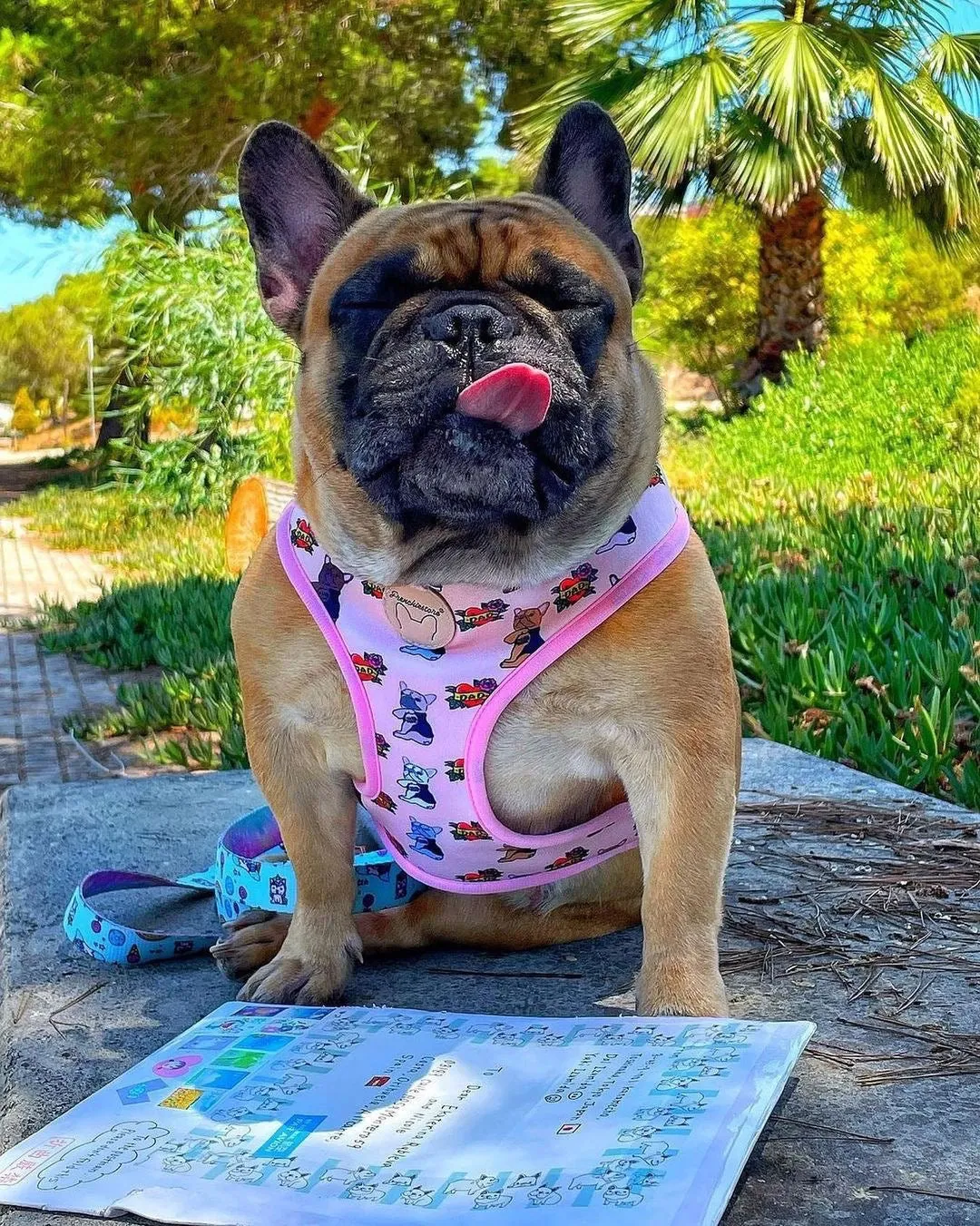 Frenchiestore Reversible Dog Health Harness | This Frenchie loves Mom/Dad in pink and tan