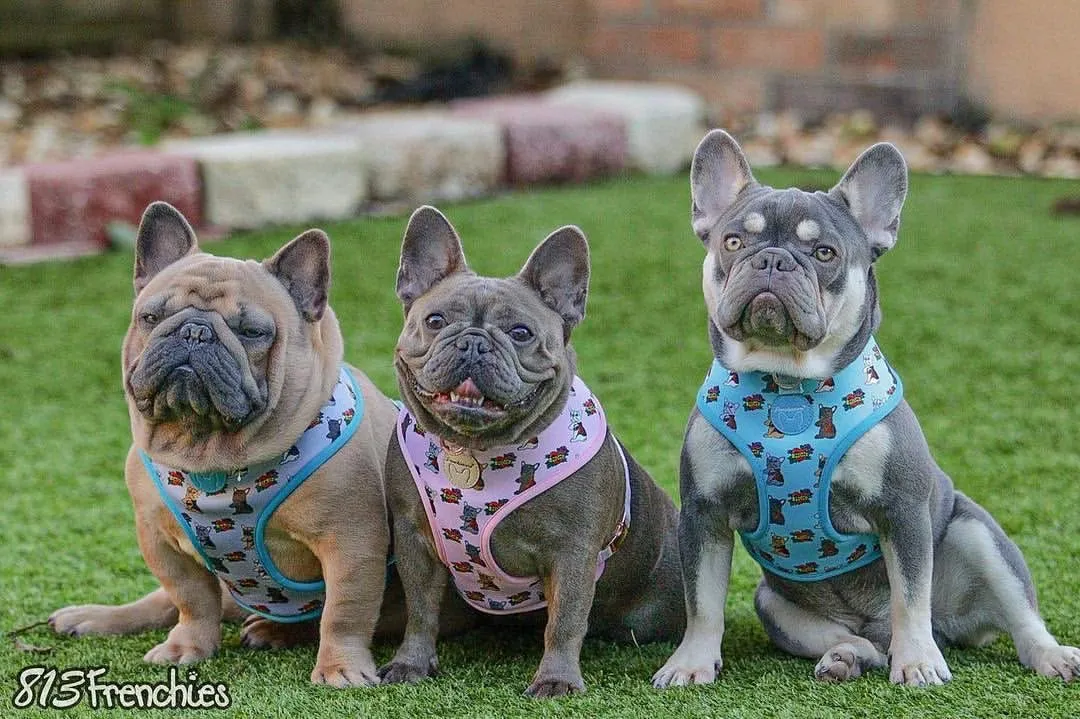 Frenchiestore Reversible Dog Health Harness | This Frenchie loves Mom/Dad in pink and tan