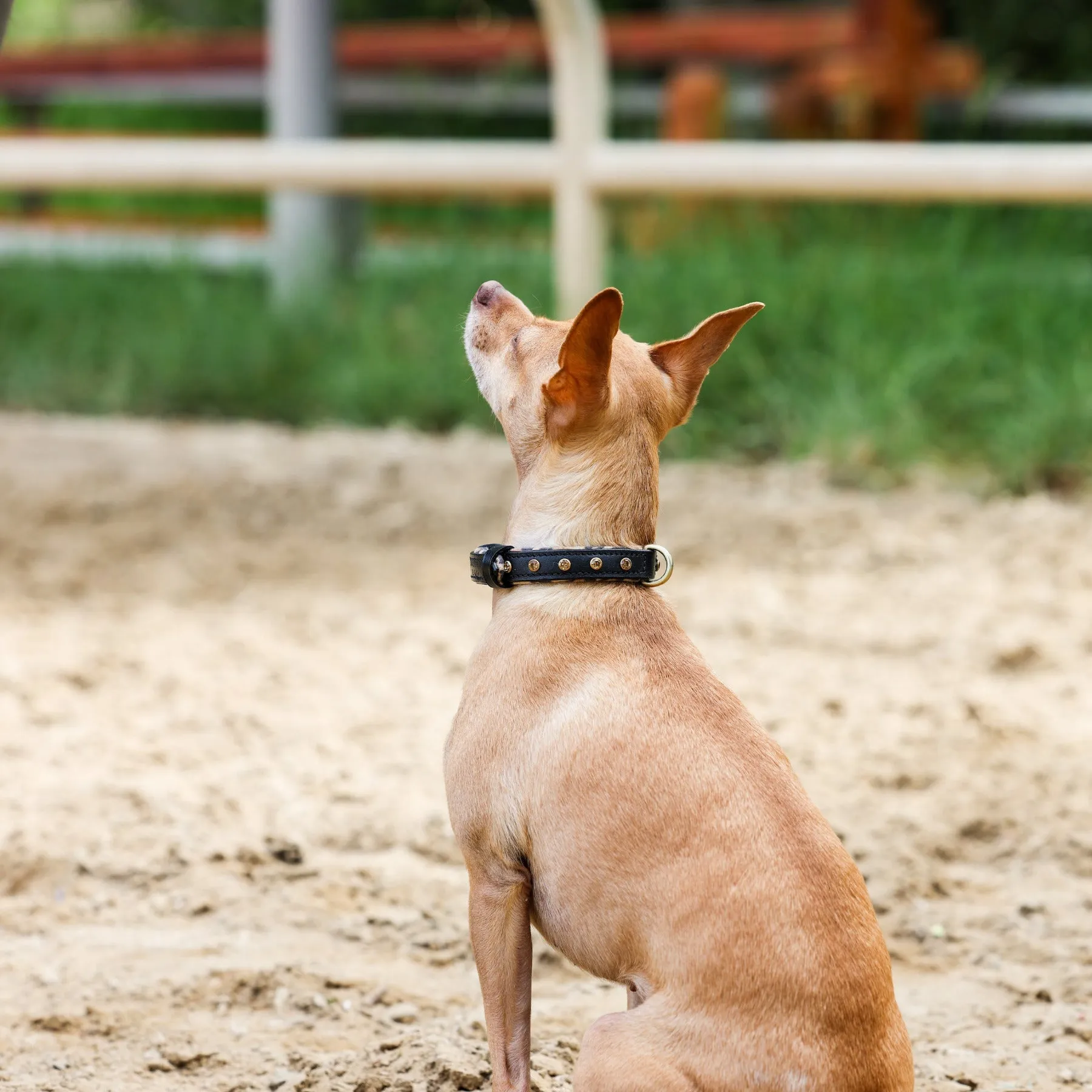 Halter Ego® Black Leather Safari Dog Collar