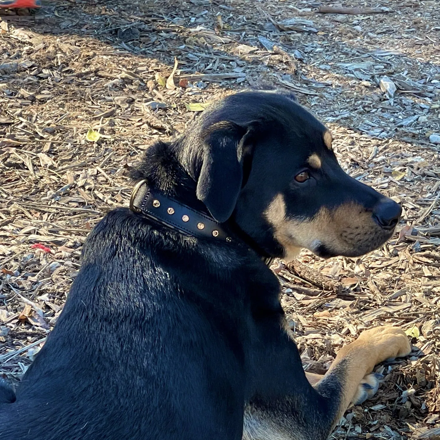 Halter Ego® Black Leather Safari Dog Collar