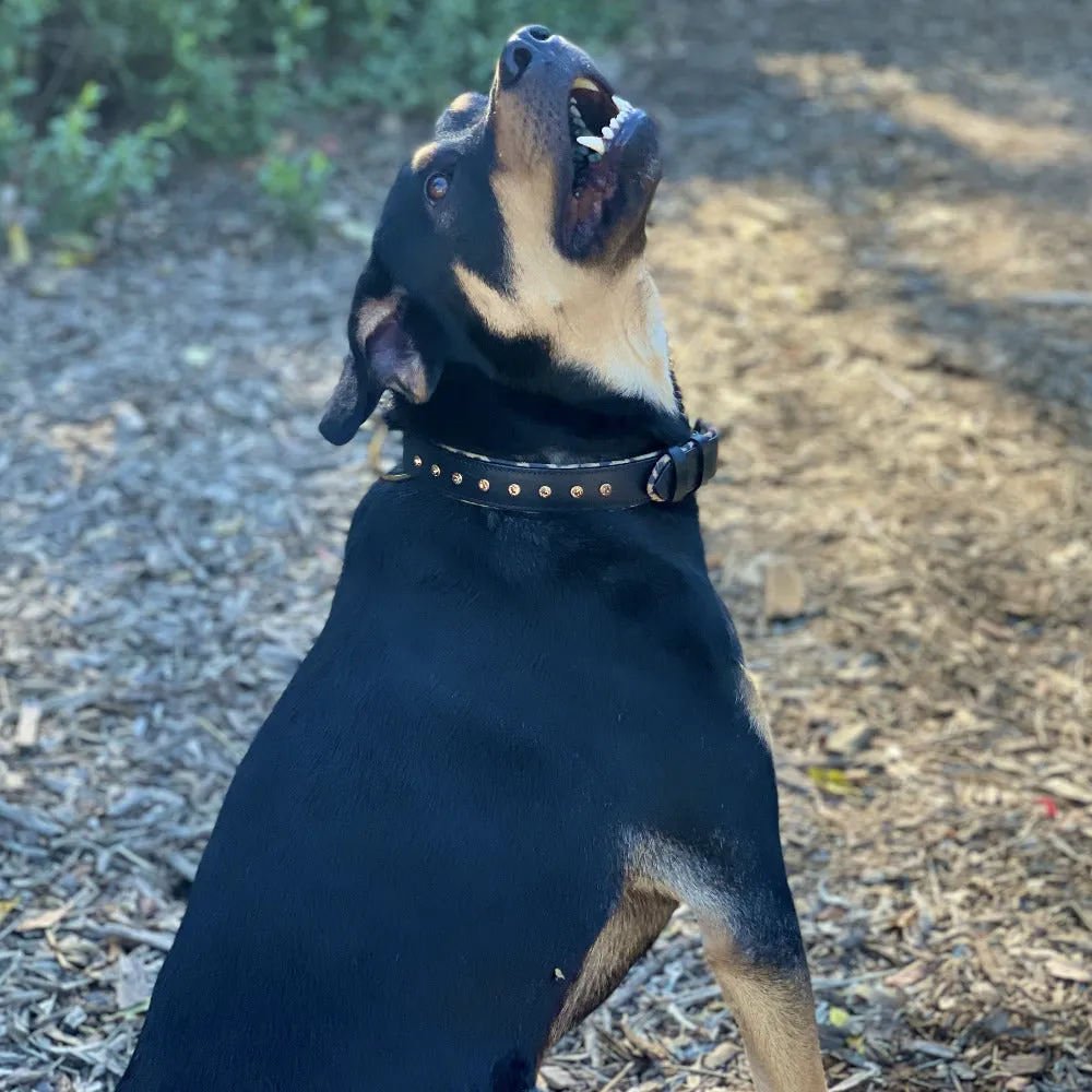 Halter Ego® Black Leather Safari Dog Collar