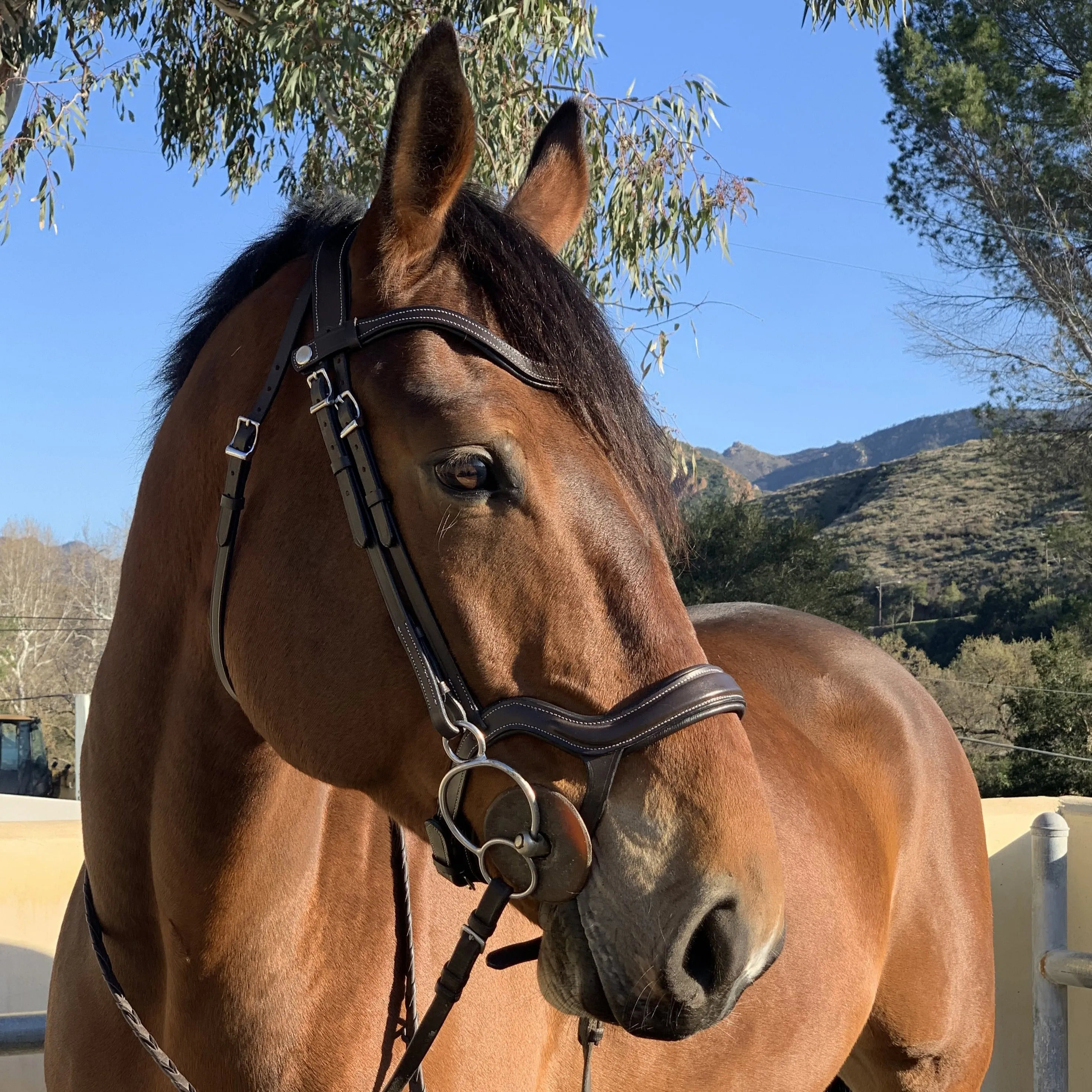 Remington - Brown Leather Anatomical Jumper Bridle