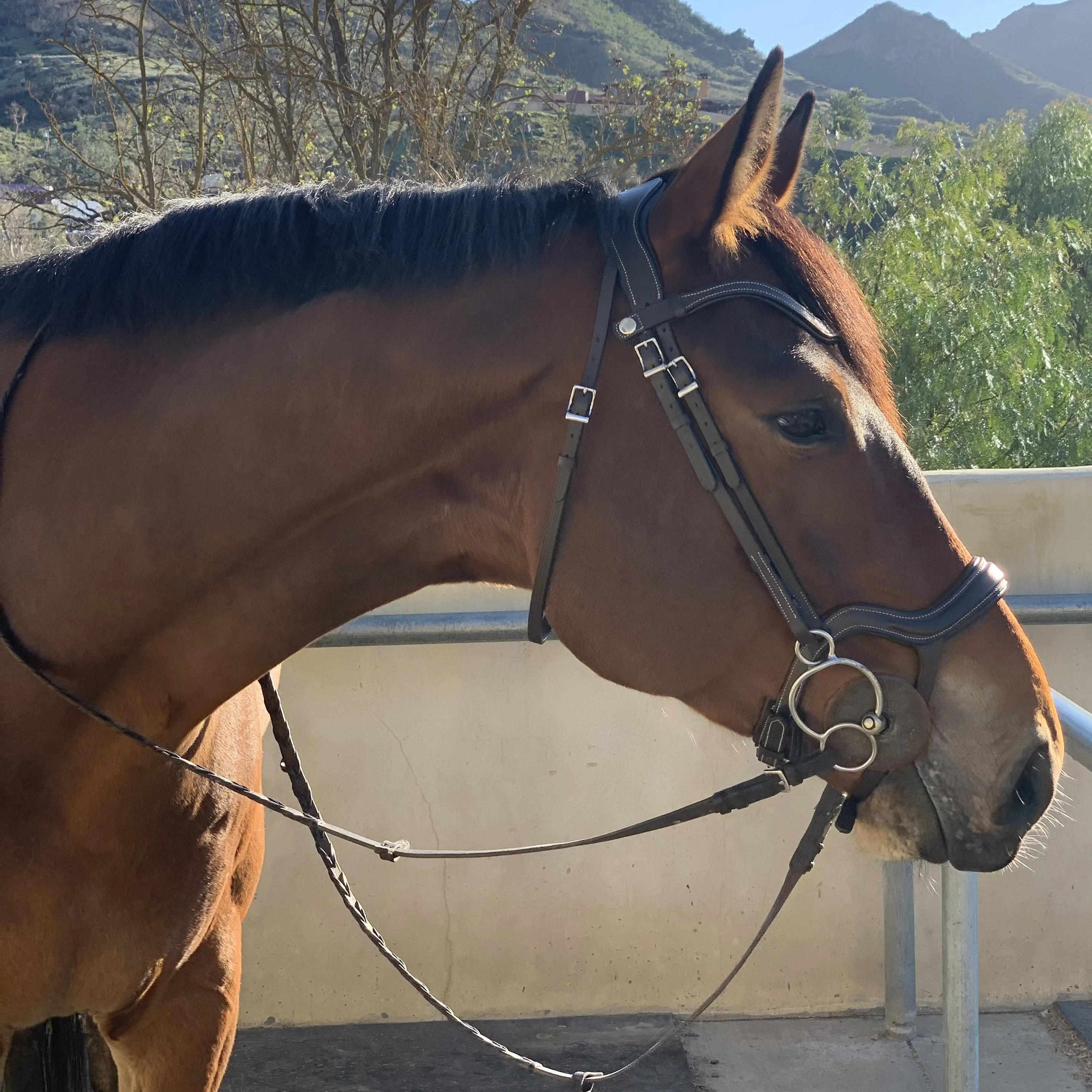 Remington - Brown Leather Anatomical Jumper Bridle